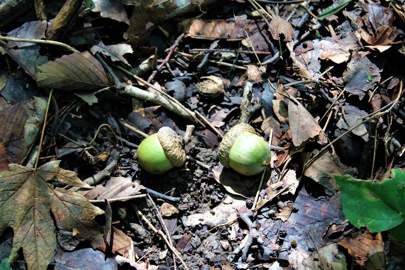 006 the oaks are starting to drop, plenty of nut trees throughout