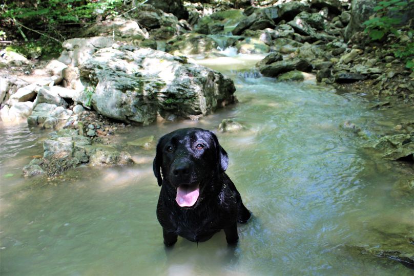 008 aspen cooling off on a hot summer day