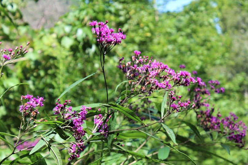 009 kentucky ironweed plentiful, along the many network of roads throughout the property
