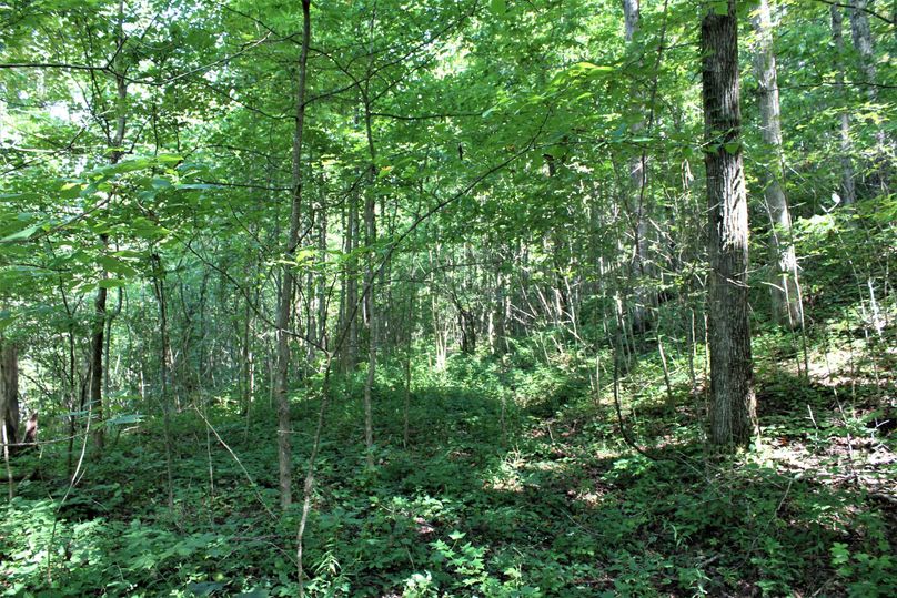 010 healthy new forest regeneration along a west facing slope
