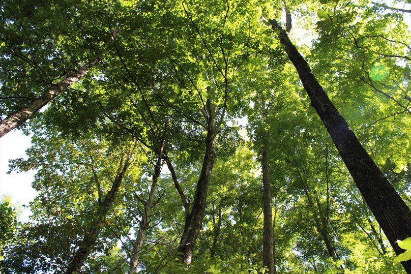 012 the towering canopy along a west facing slope