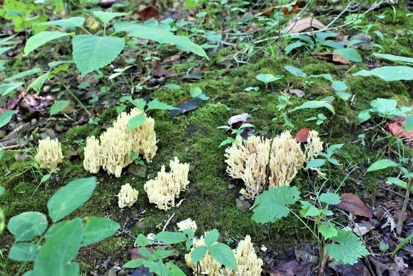 014 coral fungi resting on the moss along an old logging road