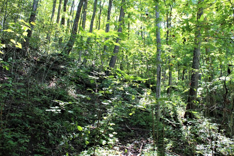 015 healthy mix of hardwoods on a west facing slope