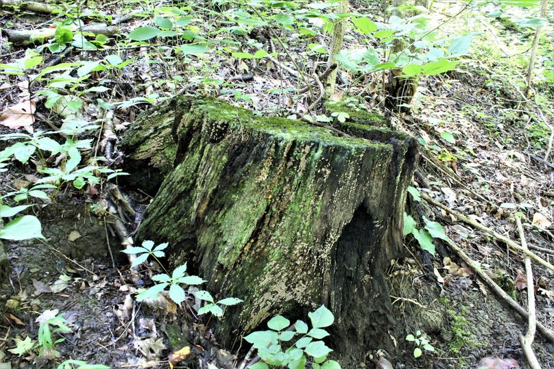 023 old stump remnents from the last time this property was timbered