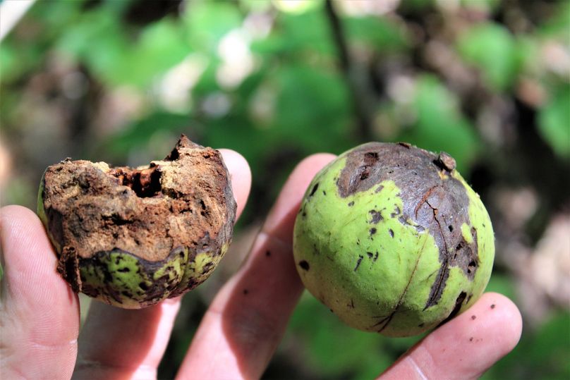 020 hungry squirrel having his way with these big shagbark hickory nuts