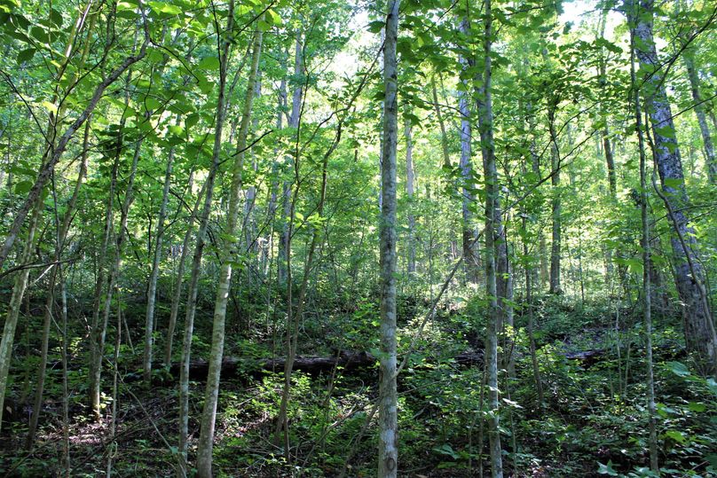 021 beautiful wooded benches staircase as you ascend into the upper elevations