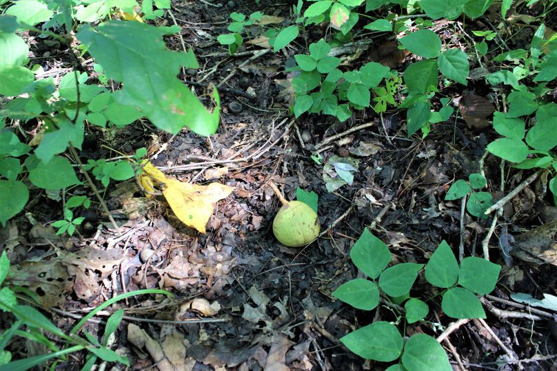 024 care to guess what this nut is   see the next photo for the answer