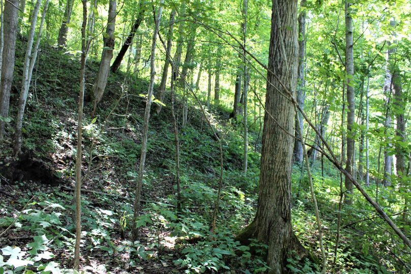 025 beautiful open understory on west facing slope.  (if you guessed buckeye, you are right!)