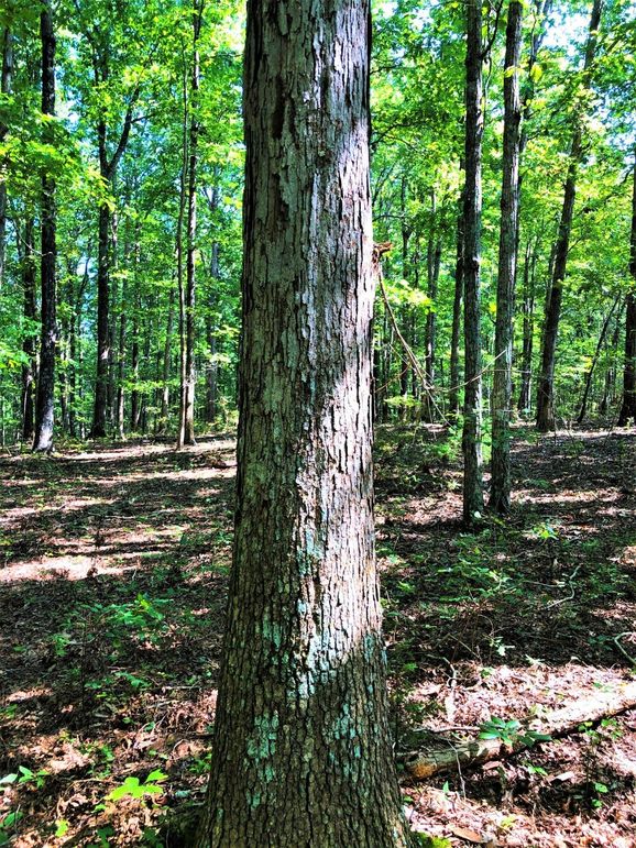 0021 mature oak timber