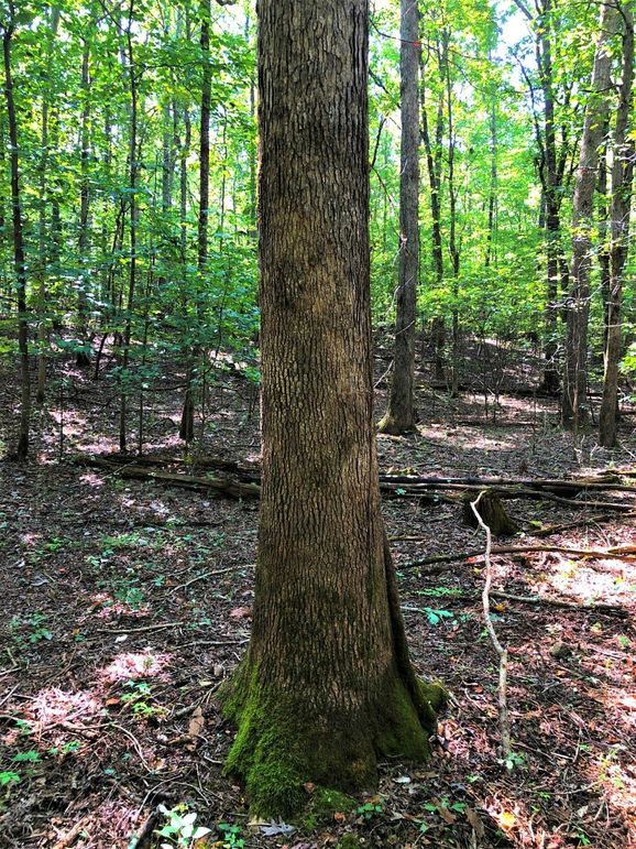 0032 valuable timber