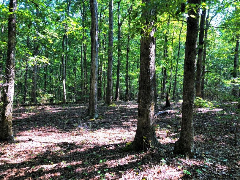 0391 beautiful oak flat