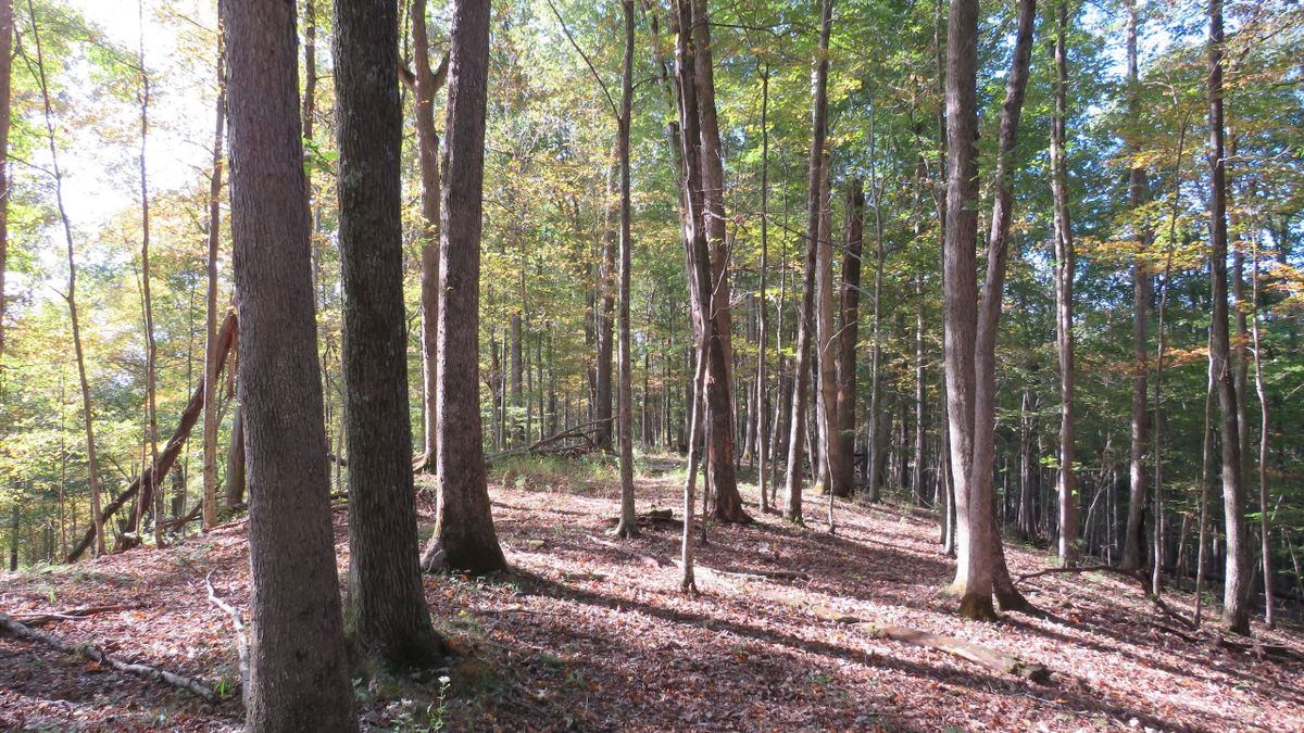 Diverse Hunting And Recreational Property For Sale Near Elk River