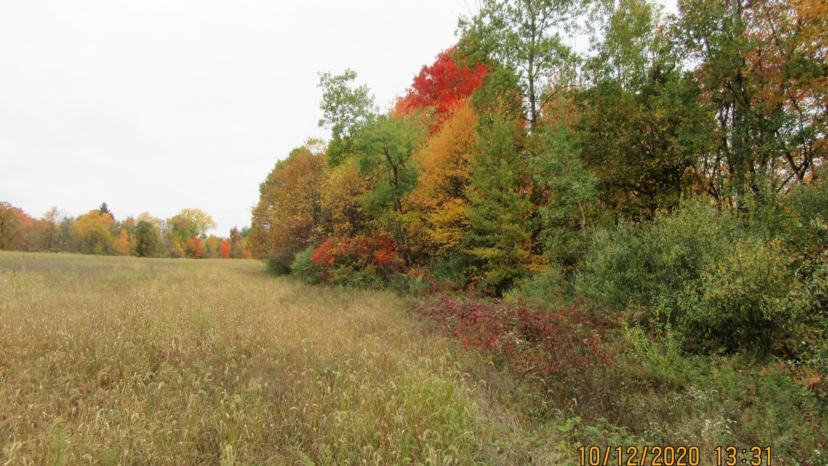 Look No Further This Super Hunting Parcel Near Caro MI Is A Must See