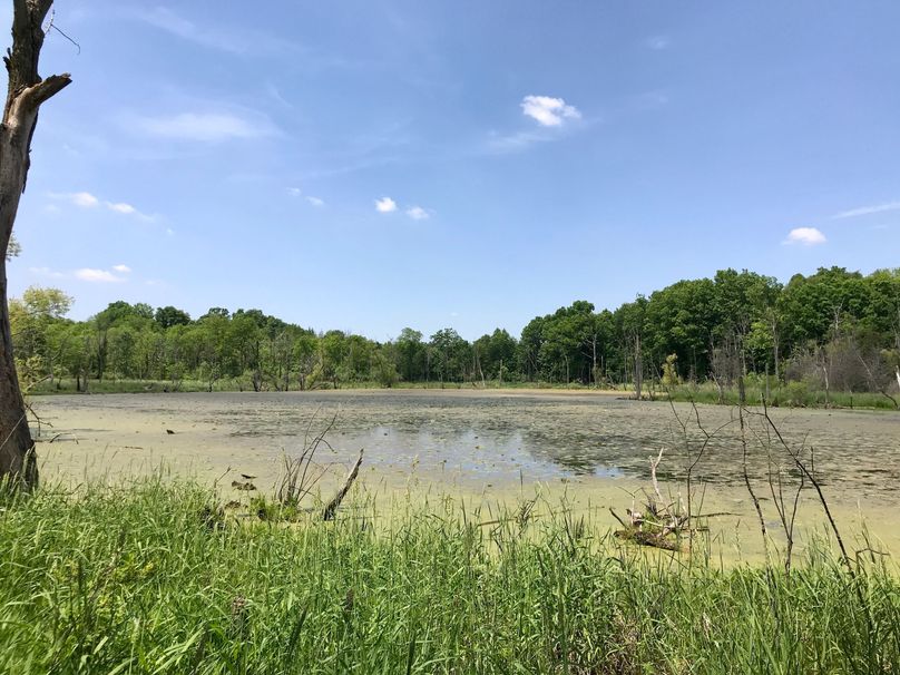 42 east middle wetland pond