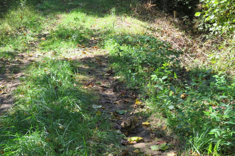 Grouse in trail