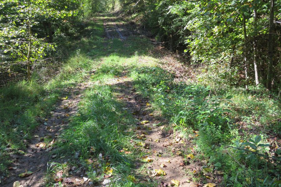 Grouse in trail (4)