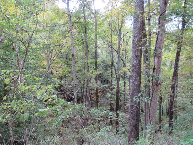 Wooded area (9)