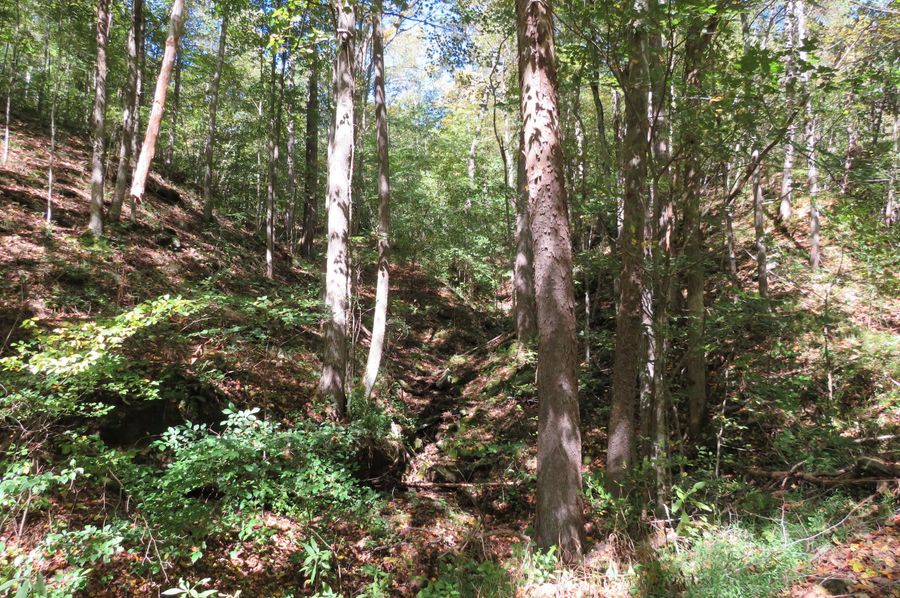 Wooded hollow