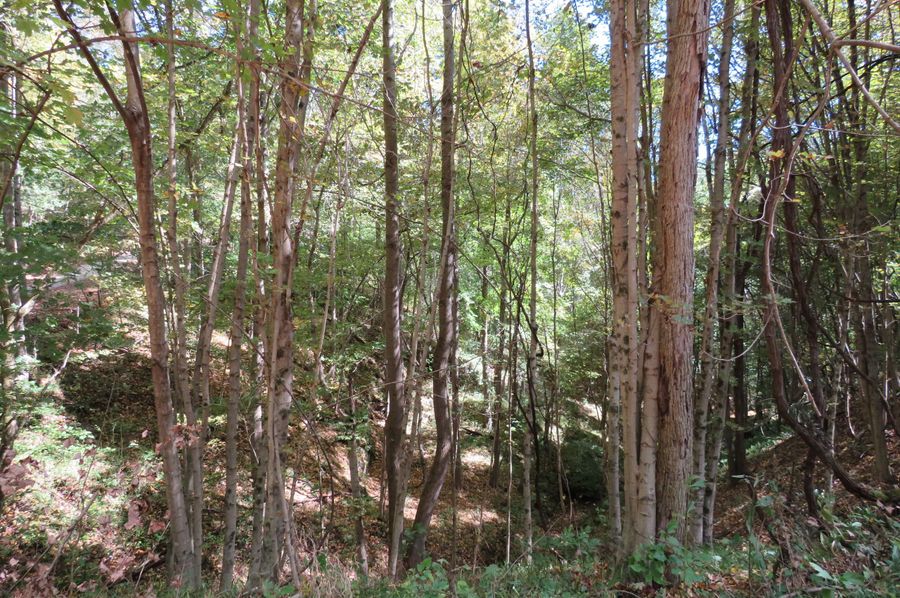 Wooded hollow (2)