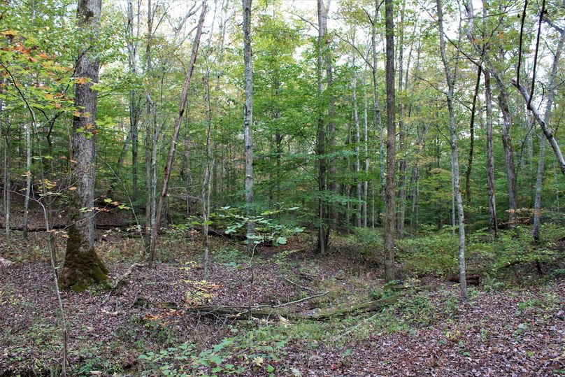 010 wooded mild slope, showing one of the thicker areas of the property