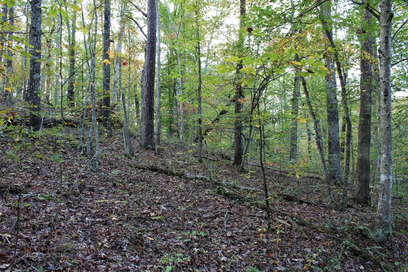 014 wooded slope in the north portion of the property