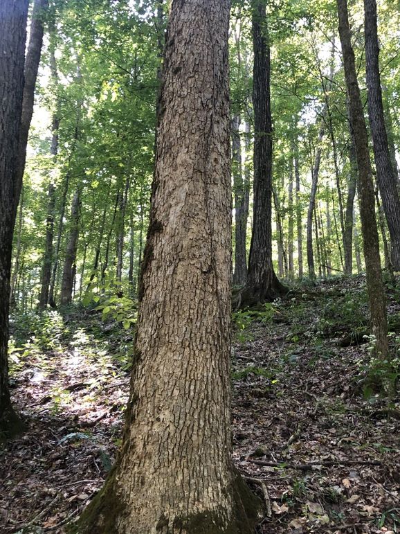 0007 mature oak timber