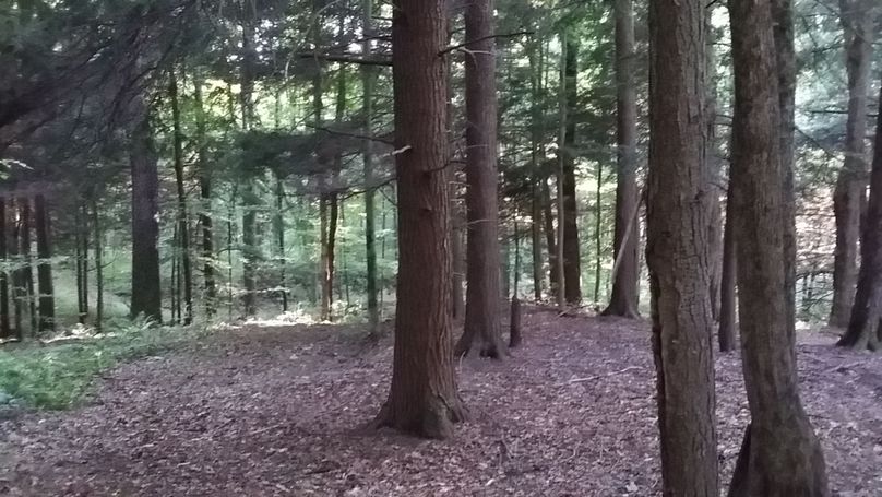 N3b walking in the woods