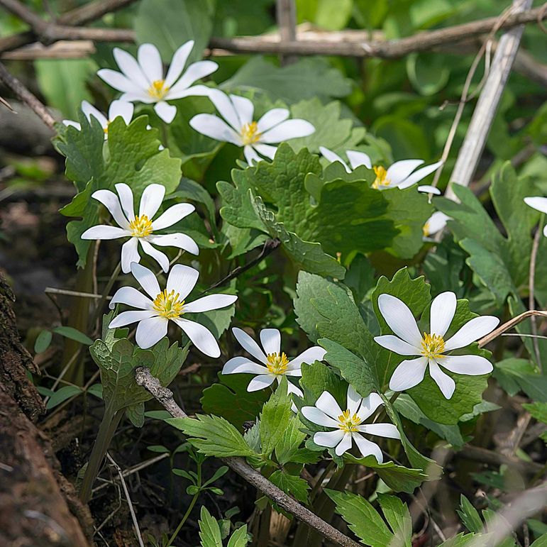 Bloodroot wildflower