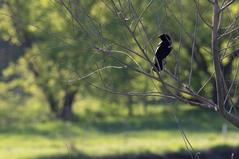 Redwingedblackbird