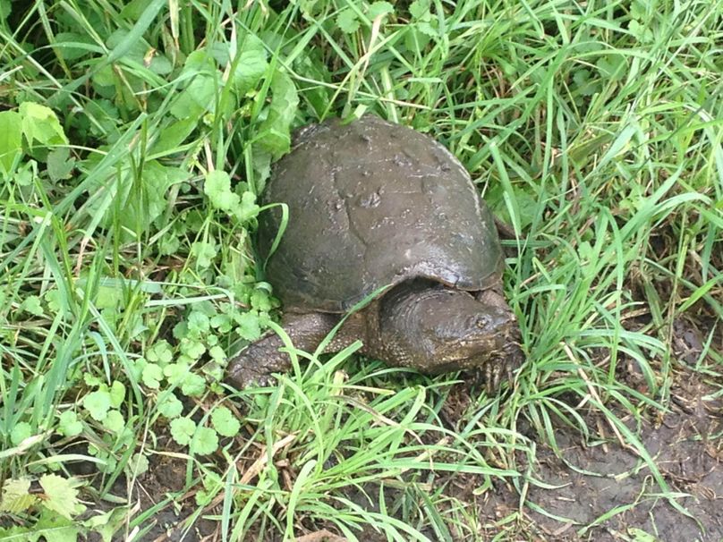 Snappingturtle