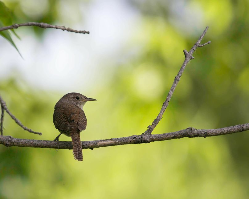Wren2