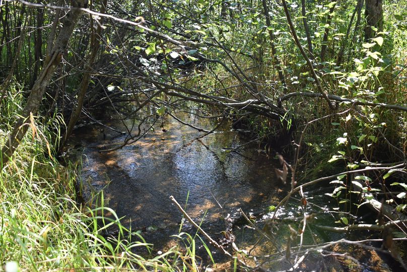 18 black alder creek