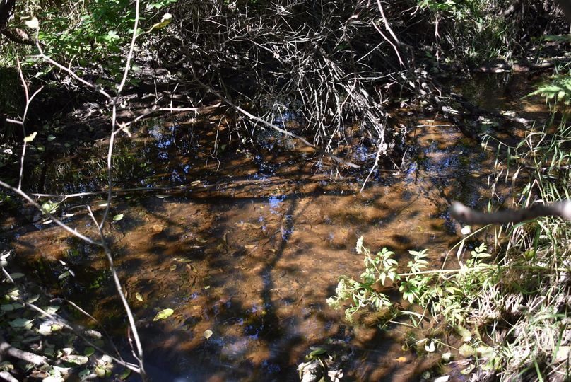 19 black alder creek