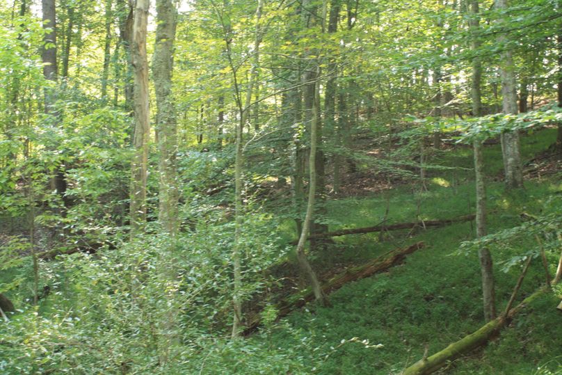 Wooded area (4)