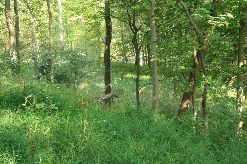 Wooded area (13)