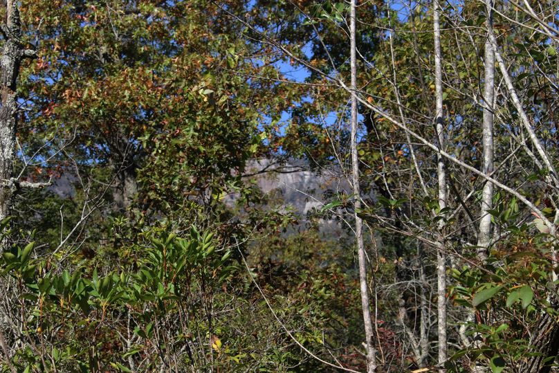008 table rock through trees 2