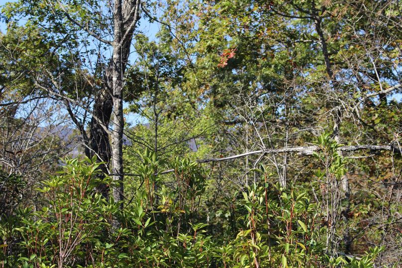 010 mountains through trees