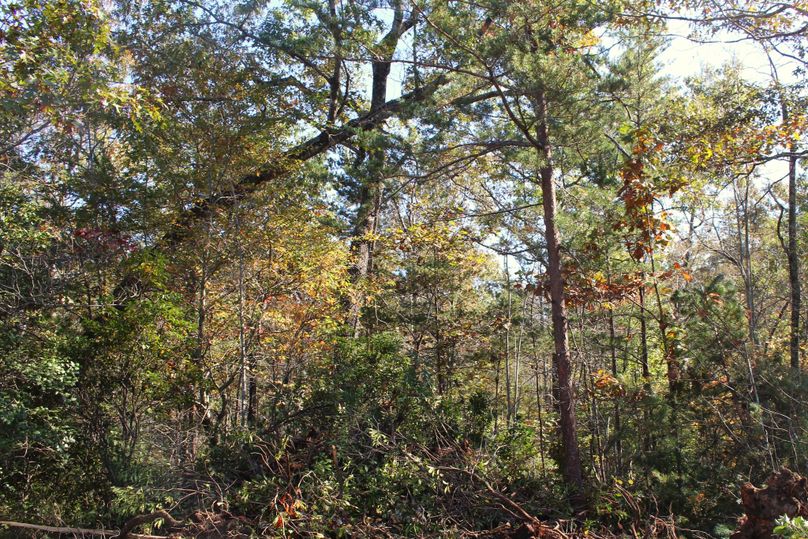 029 edge of clearing