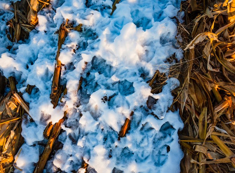 11 - duck tracks between corn rows