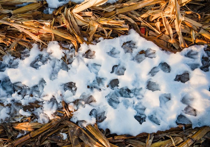 2 - webbed tracks in cut corn