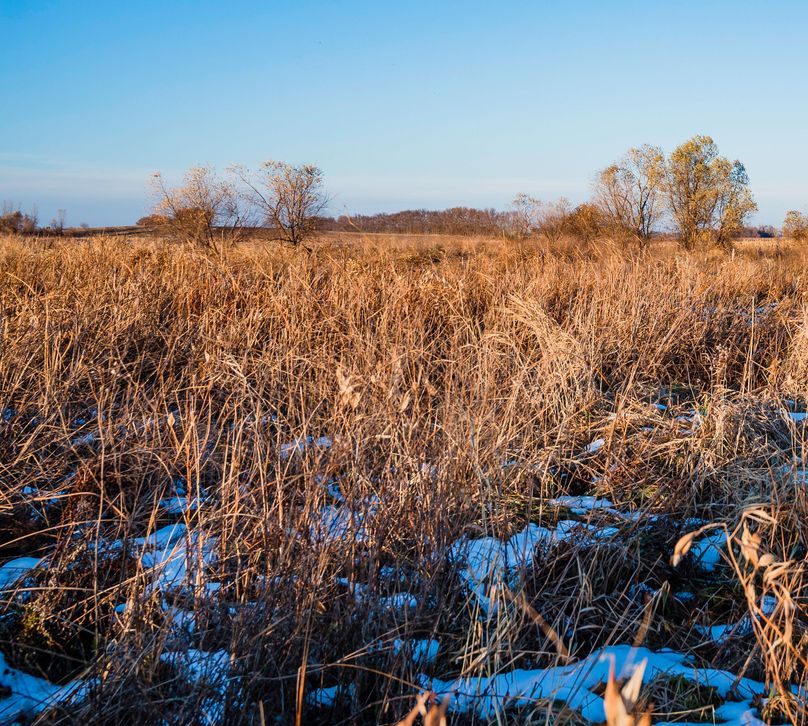 4 - looking n grass and saplings