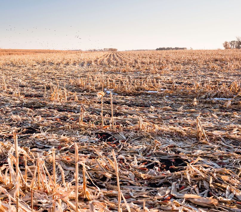 7 - looking s tillable