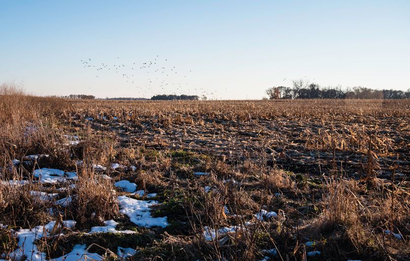 8 - looking s field mallards