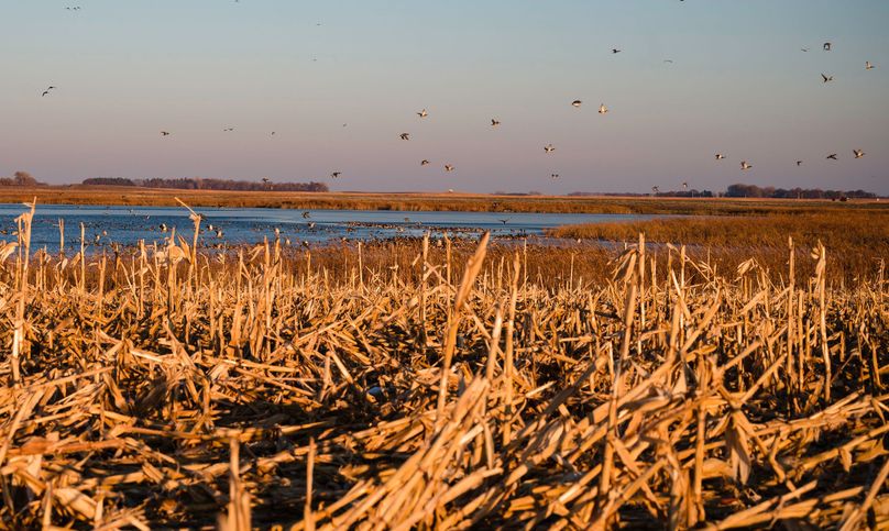 9 - looking e mallards on slough