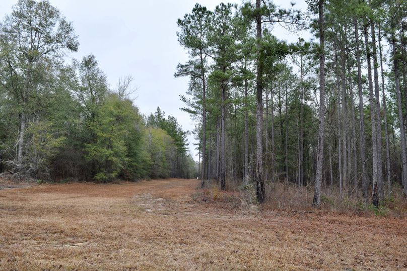 50 merchantable timber-2