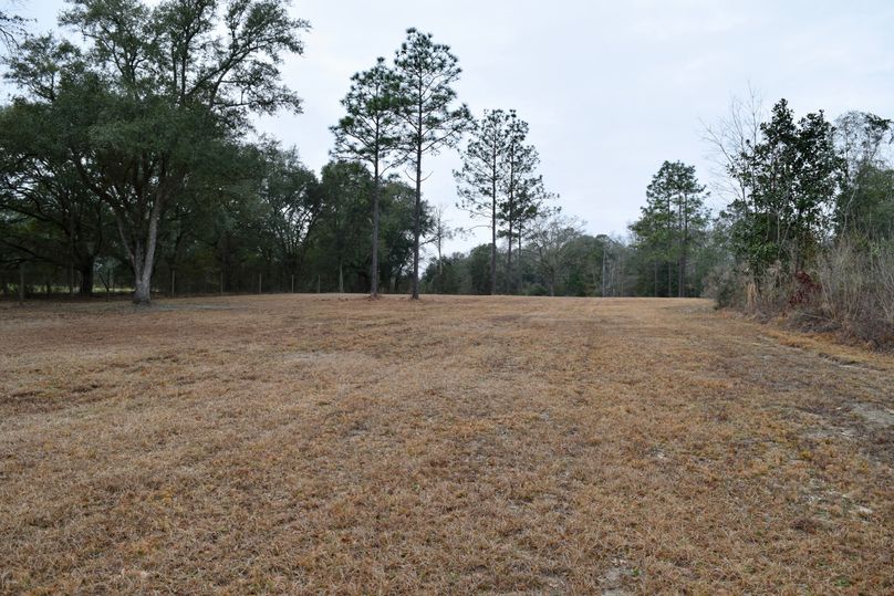 52 potential food plot along southern property line-2