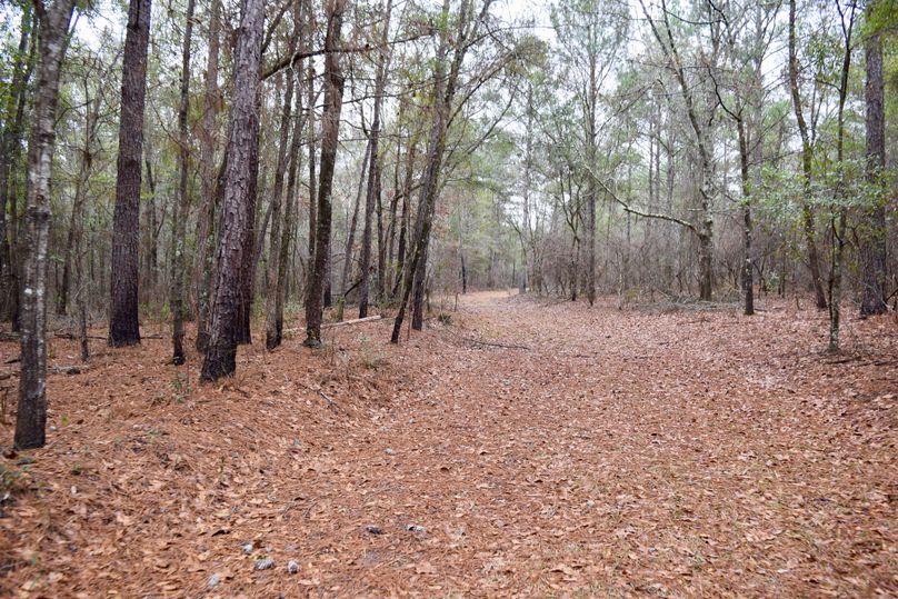 64 interior trail through mixed timber-2