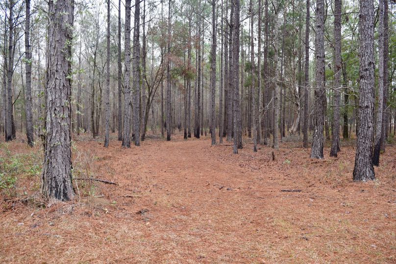 66 interior trail through pines-2