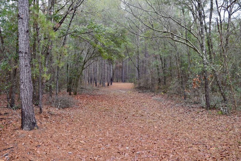 67 interior trial through pines-2