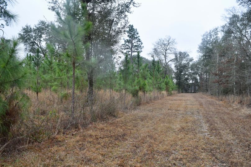 78 view from permanent box stand looking south-2